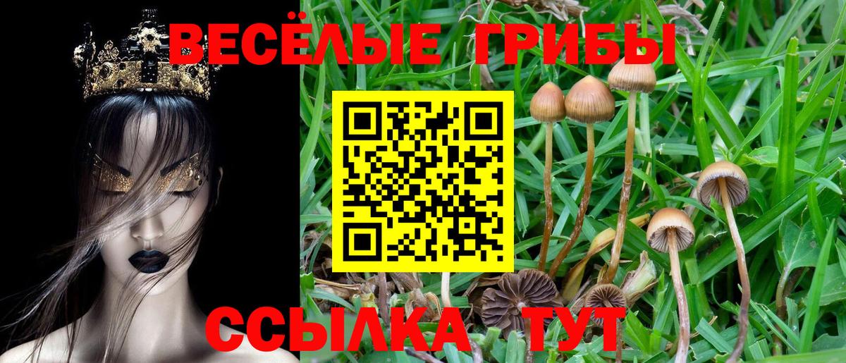 Псилоцибиновые грибы Psilocybe Сегежа